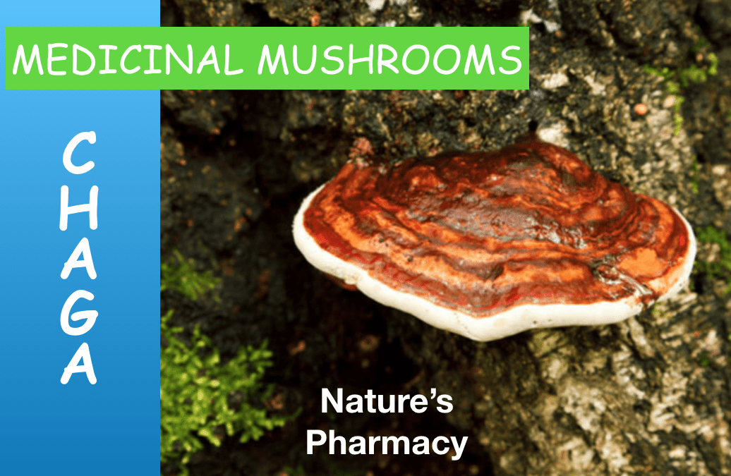 Chaga – A Medicinal Mushroom