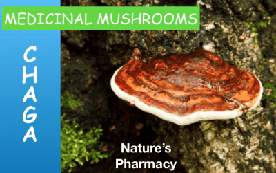 Chaga – A Medicinal Mushroom