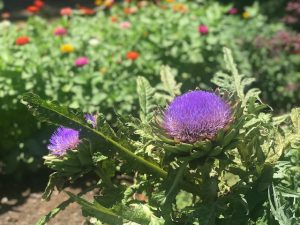 Who knew artichoke hearts grew around purple flowers?